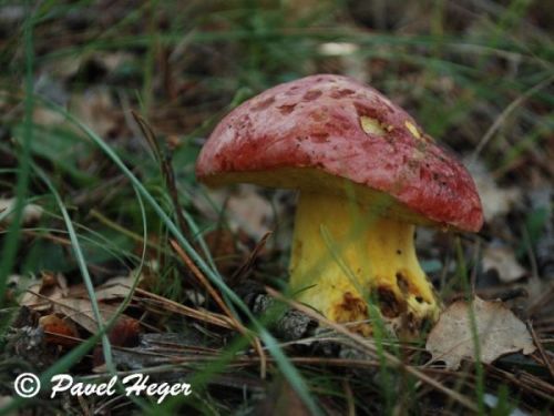 Boletus regius